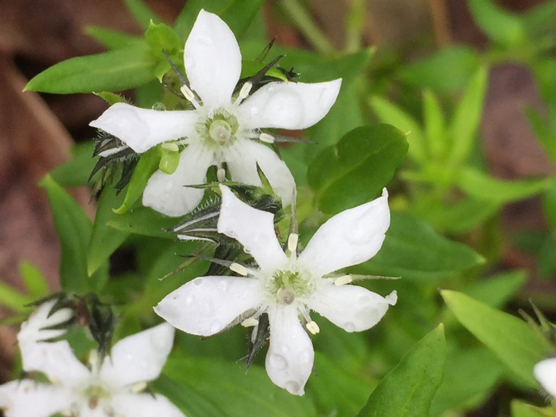 Orianthera serpyllifolia subsp. angustifolia photo 2
