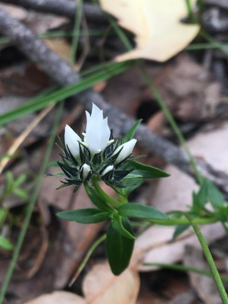 Orianthera serpyllifolia subsp. angustifolia photo 3