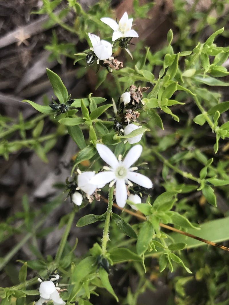 Orianthera serpyllifolia subsp. angustifolia photo 4