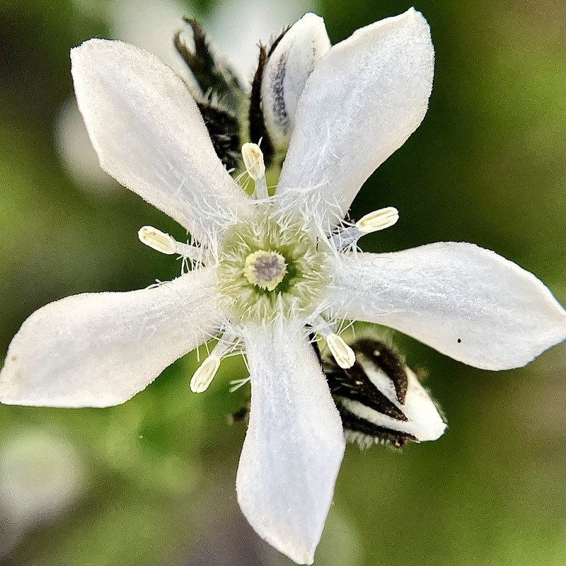 Orianthera serpyllifolia subsp. serpyllifolia