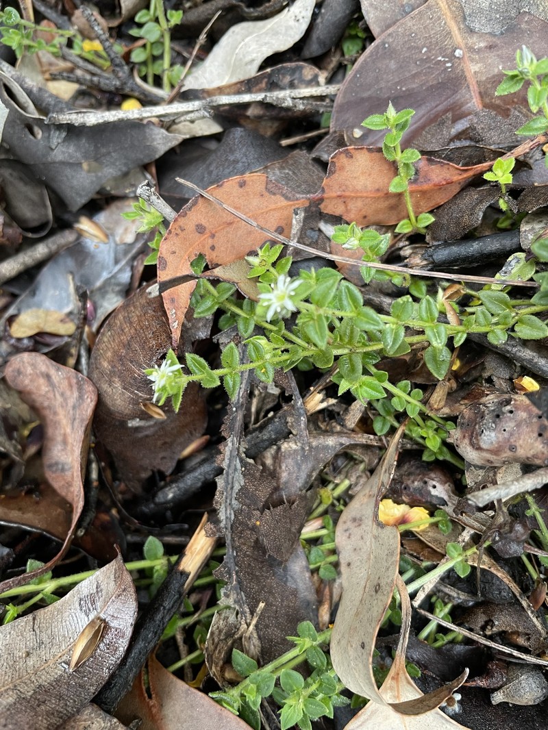 Orianthera serpyllifolia subsp. serpyllifolia photo 2