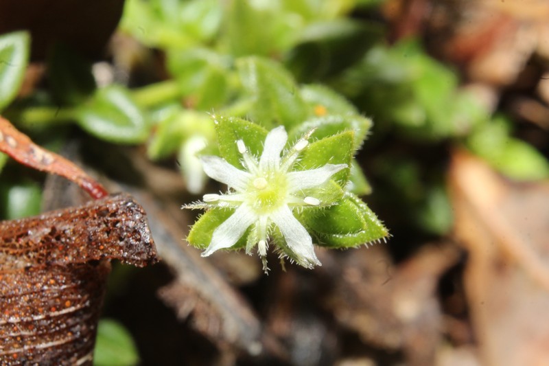 Orianthera serpyllifolia subsp. serpyllifolia photo 3