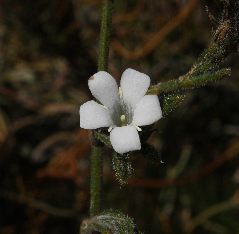 Orianthera spermacocea