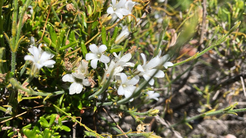 Orianthera spermacocea photo 2