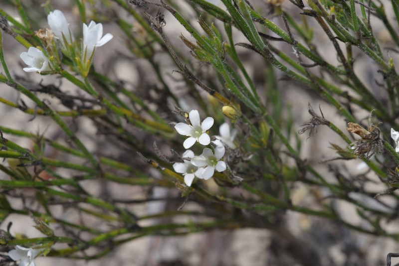 Orianthera spermacocea photo 3