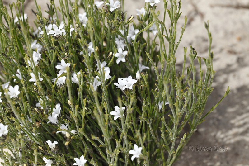 Orianthera spermacocea photo 4
