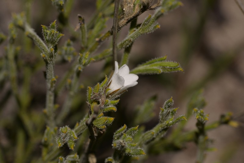 Orianthera spermacocea photo 5