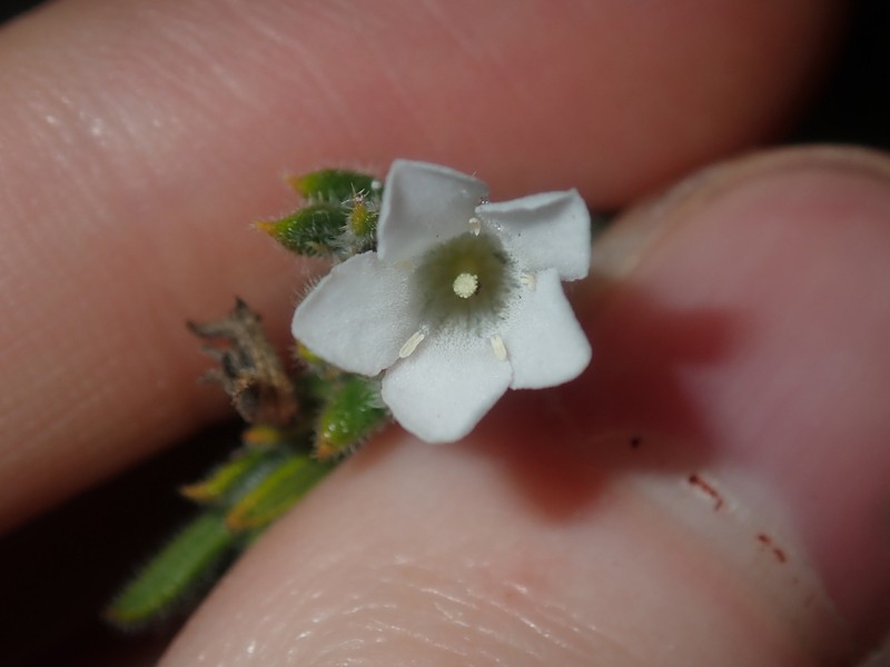Orianthera spermacocea photo 6