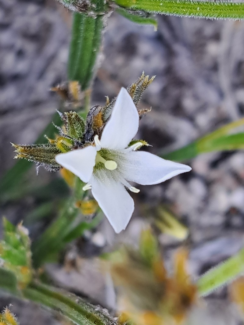 Orianthera spermacocea photo 7