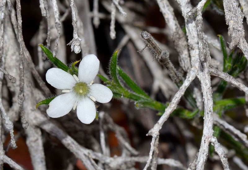 Orianthera spermacocea photo 8