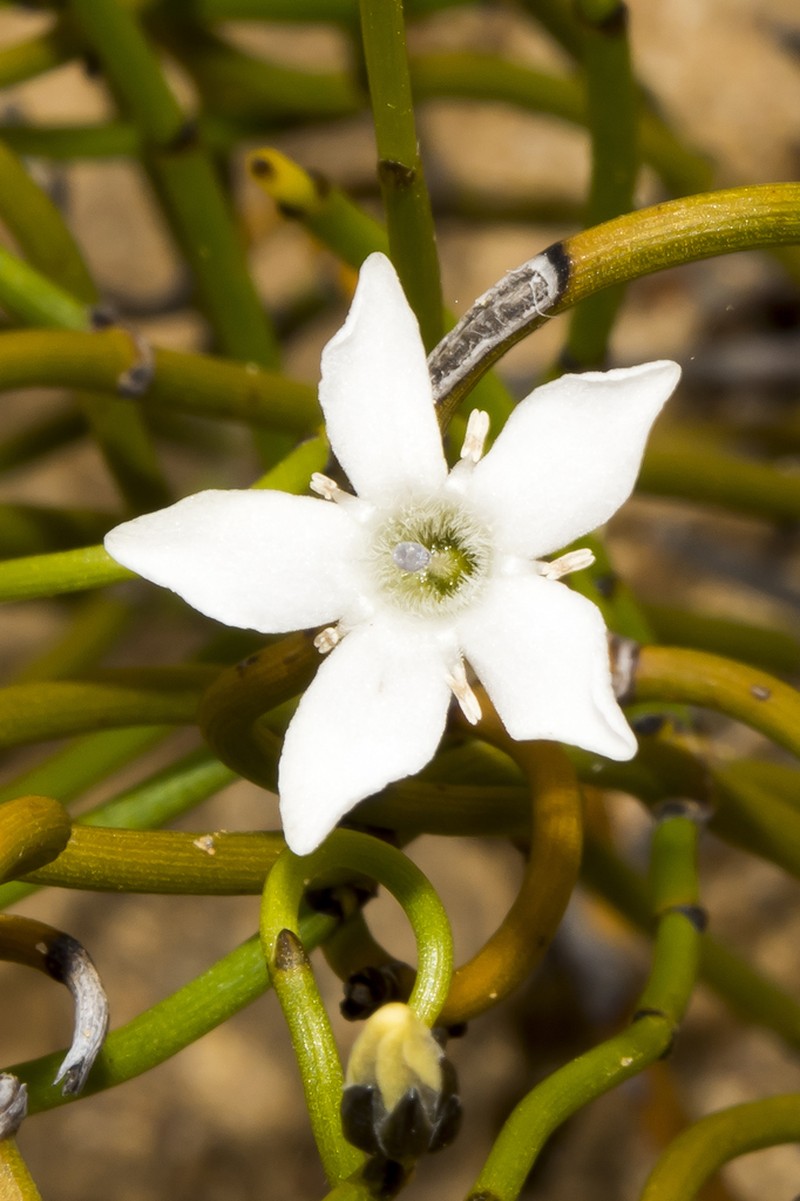 Orianthera tortuosa