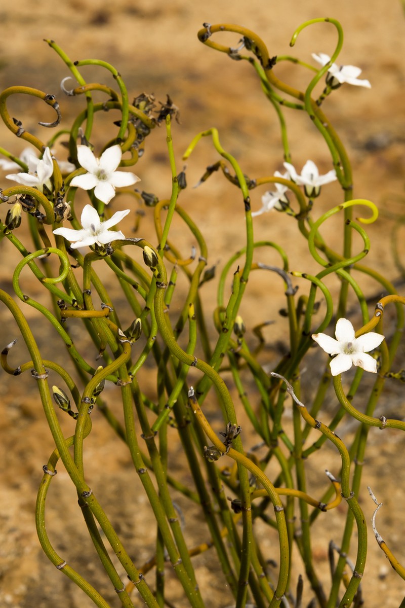 Orianthera tortuosa photo 2