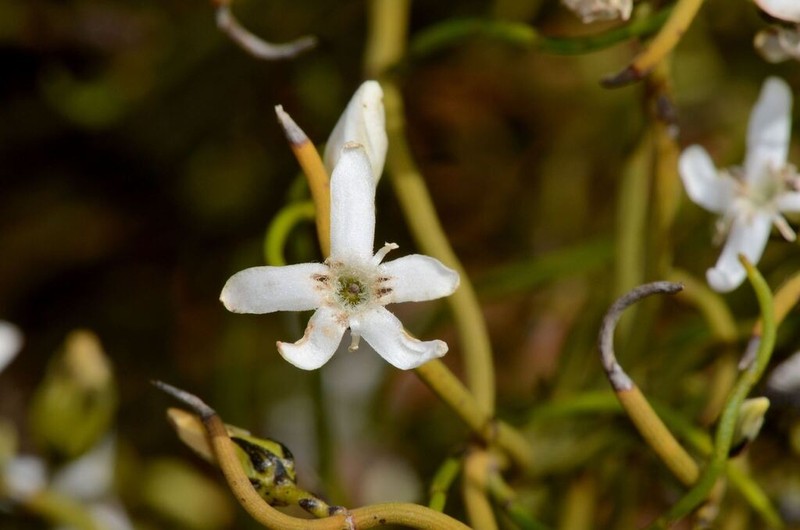 Orianthera tortuosa photo 3