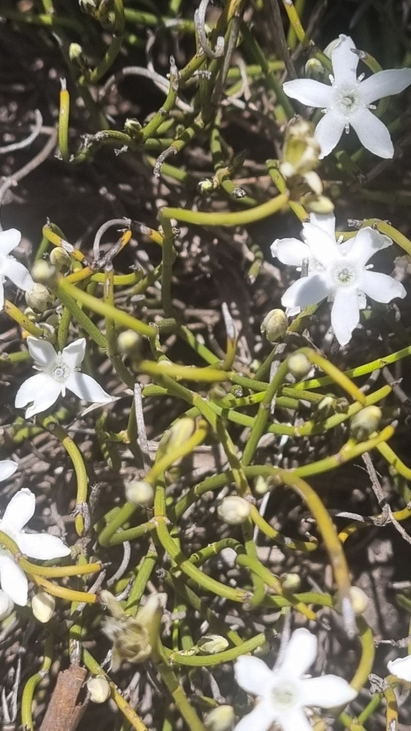 Orianthera tortuosa photo 4