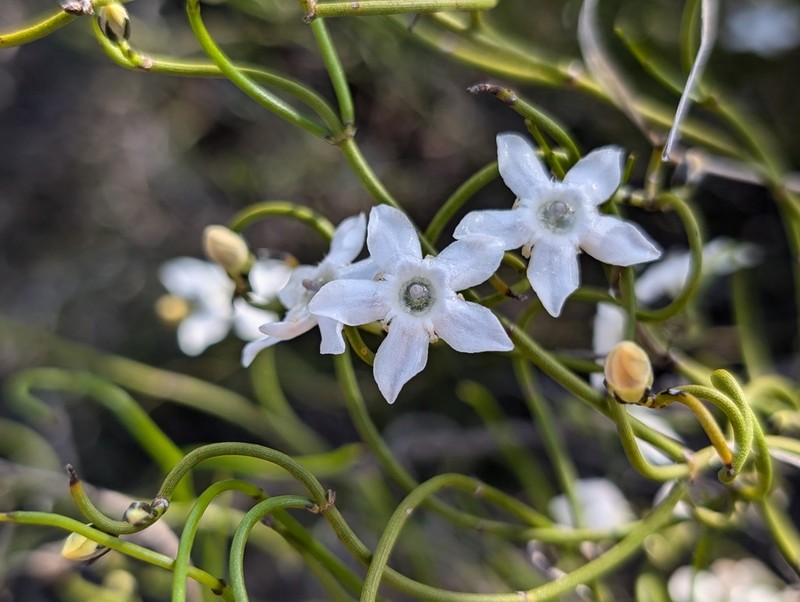 Orianthera tortuosa photo 5
