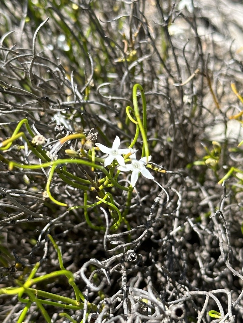 Orianthera tortuosa photo 6