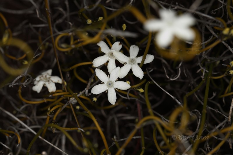 Orianthera tortuosa photo 7