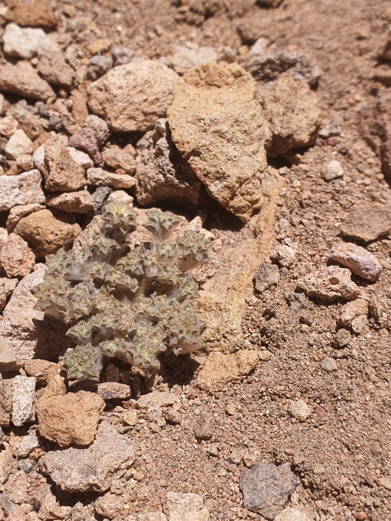 Oriastrum achenohirsutum