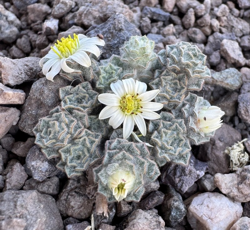 Oriastrum achenohirsutum photo 2