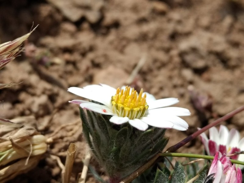 Oriastrum apiculatum