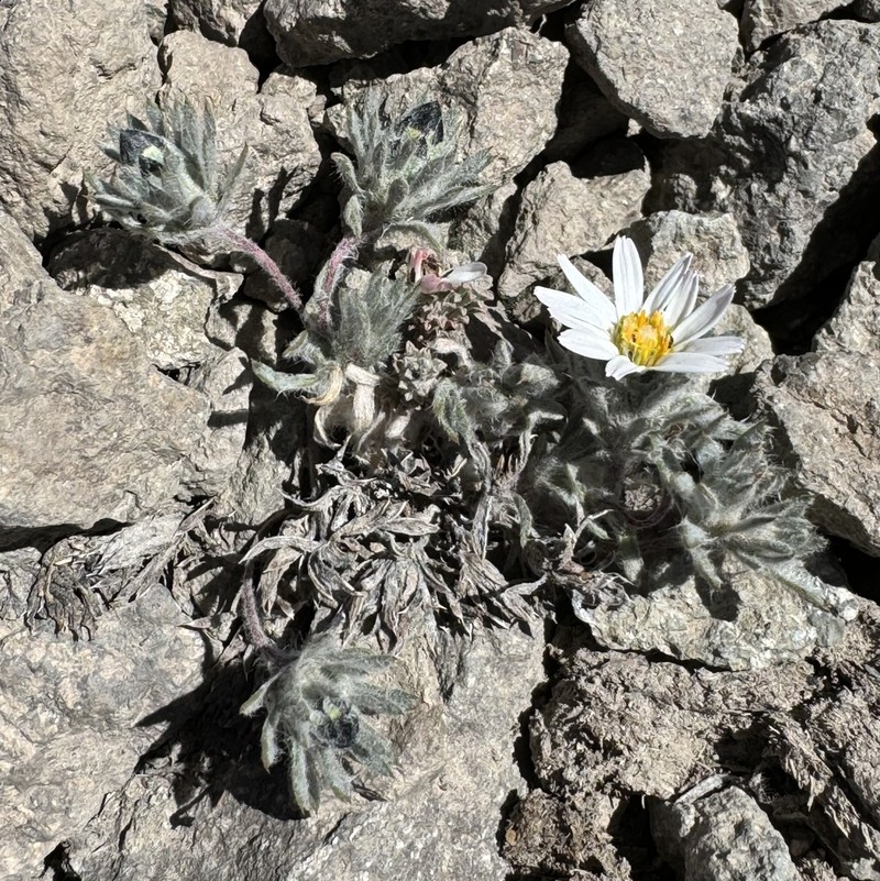 Oriastrum apiculatum photo 2