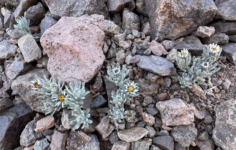 Oriastrum apiculatum photo 3