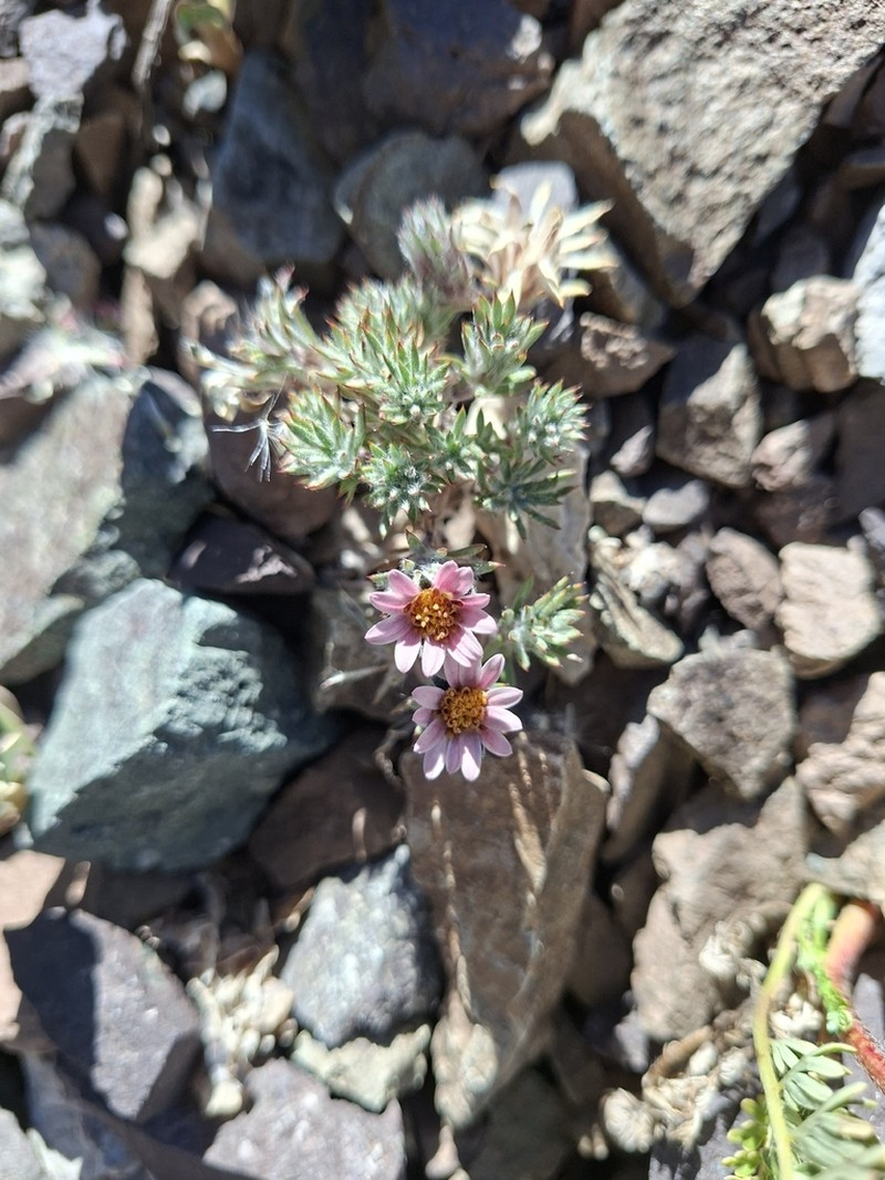 Oriastrum apiculatum photo 4