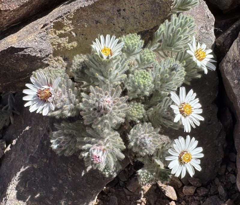 Oriastrum apiculatum photo 5