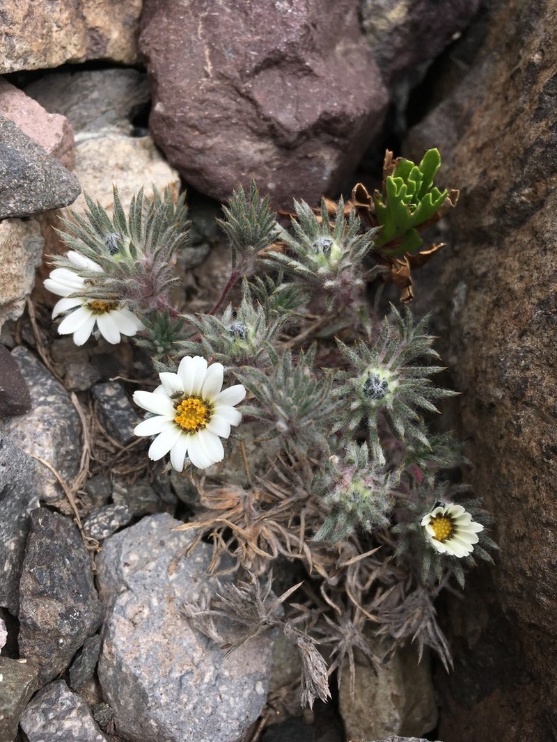 Oriastrum apiculatum photo 6