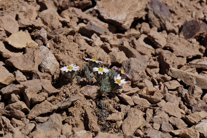 Oriastrum apiculatum photo 7
