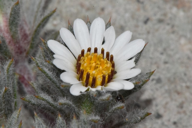 Oriastrum apiculatum photo 8