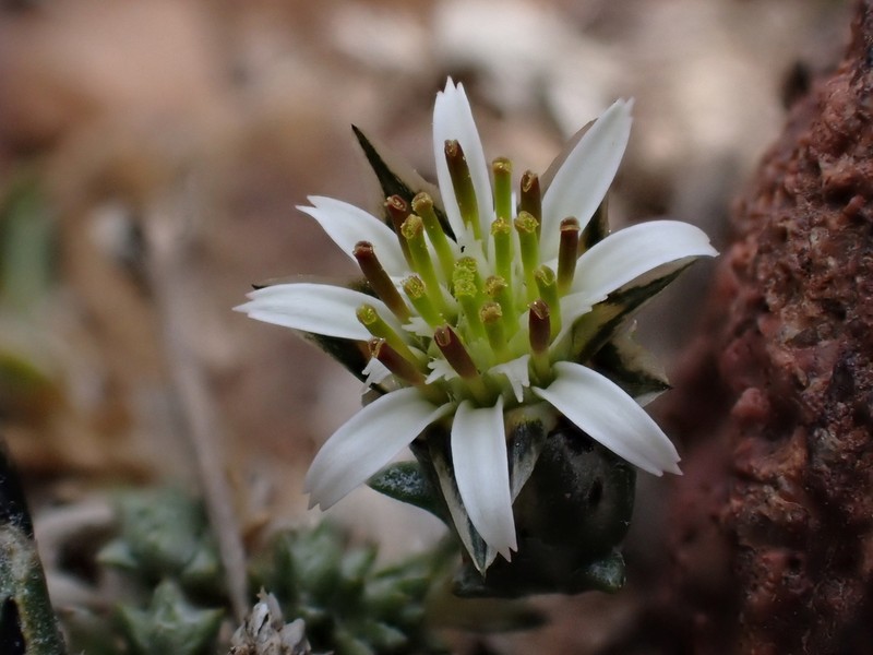 Oriastrum dioicum