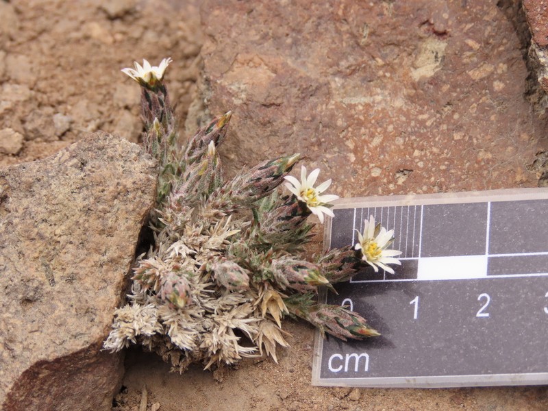 Oriastrum dioicum photo 2