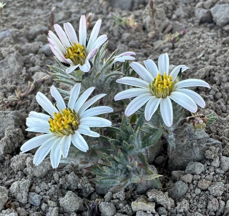 Oriastrum dioicum photo 3