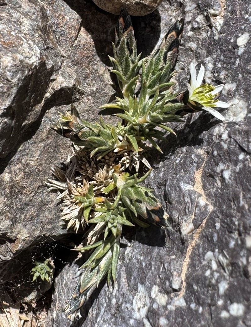 Oriastrum dioicum photo 4