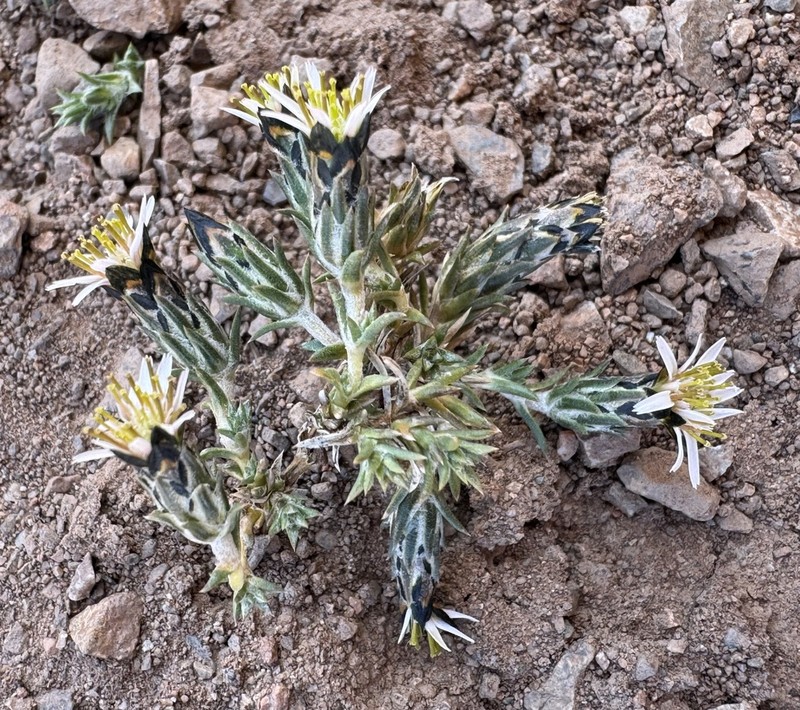 Oriastrum dioicum photo 5