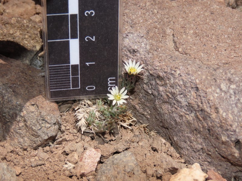Oriastrum dioicum photo 6