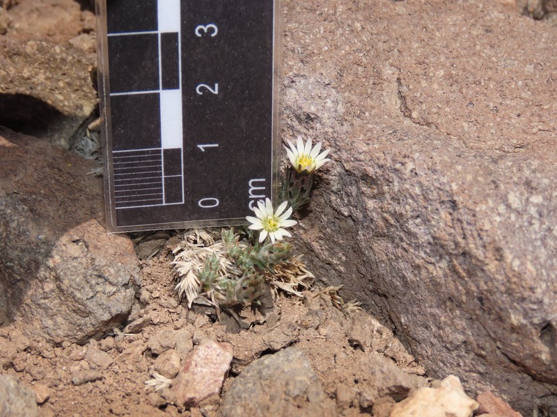 Oriastrum dioicum photo 8