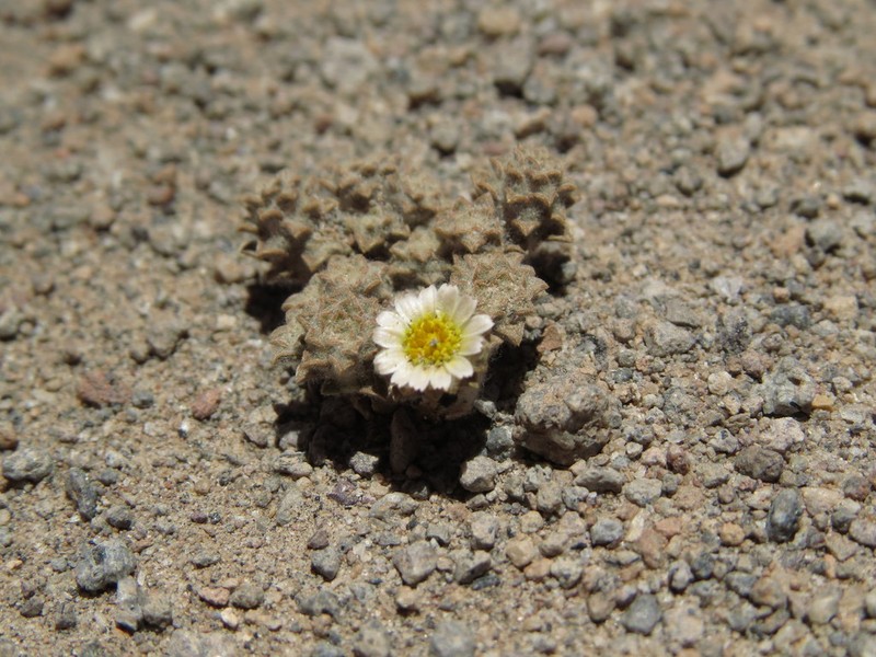 Oriastrum gnaphalioides