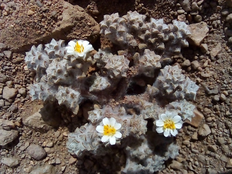 Oriastrum gnaphalioides photo 2