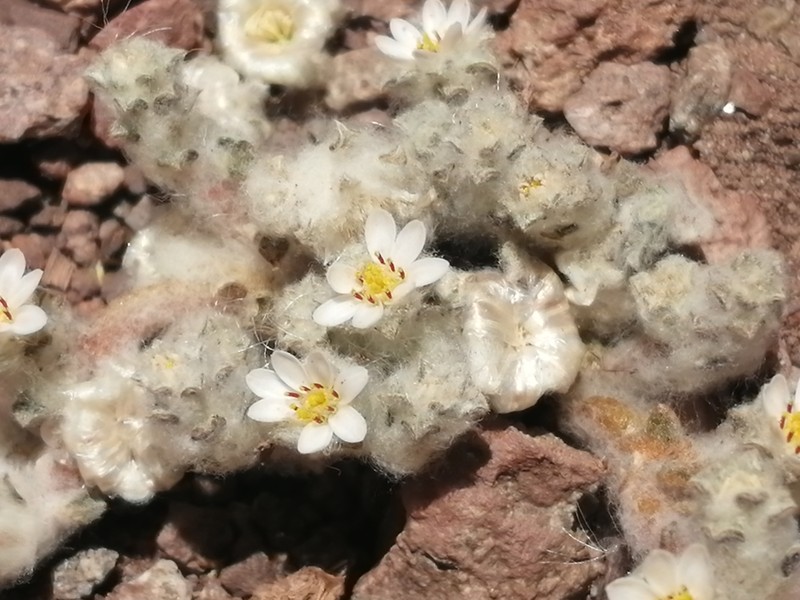 Oriastrum gnaphalioides photo 3