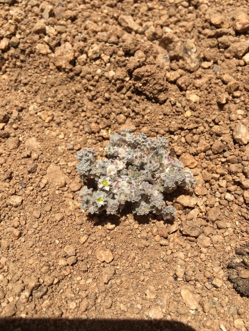 Oriastrum gnaphalioides photo 4
