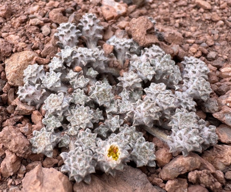 Oriastrum gnaphalioides photo 5