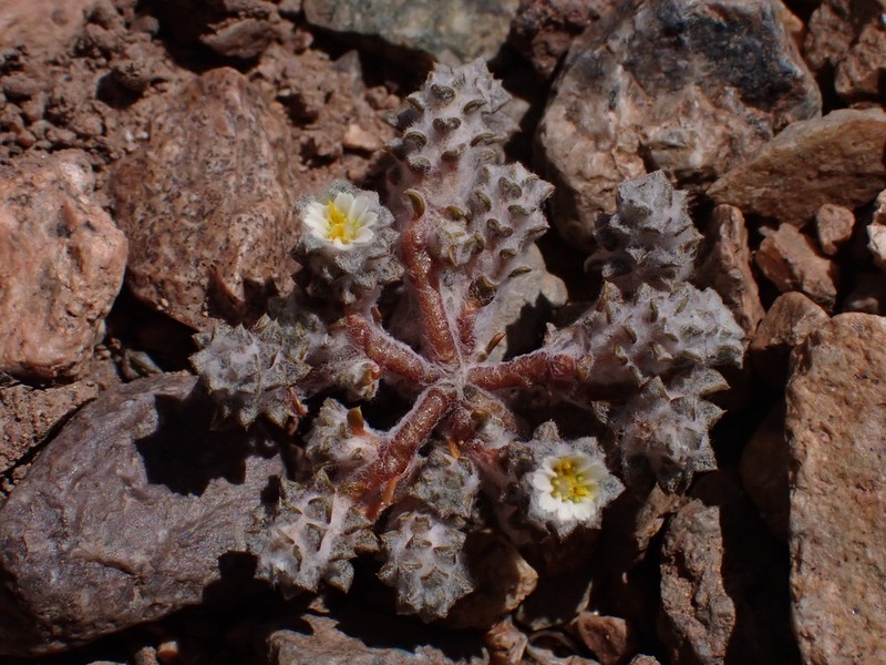 Oriastrum gnaphalioides photo 6