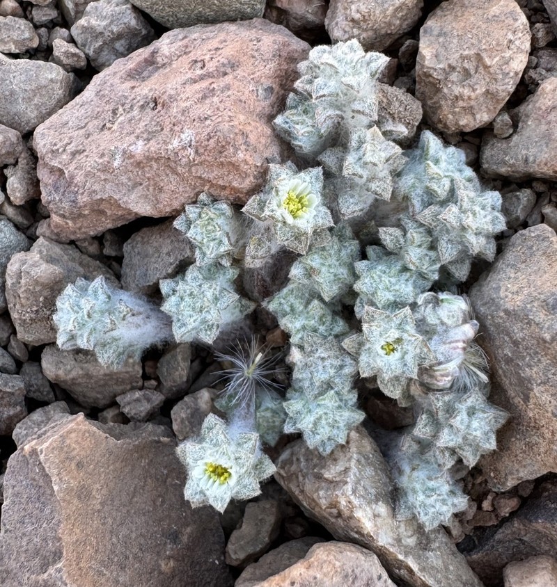 Oriastrum gnaphalioides photo 7