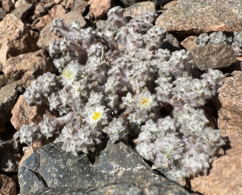 Oriastrum gnaphalioides photo 8
