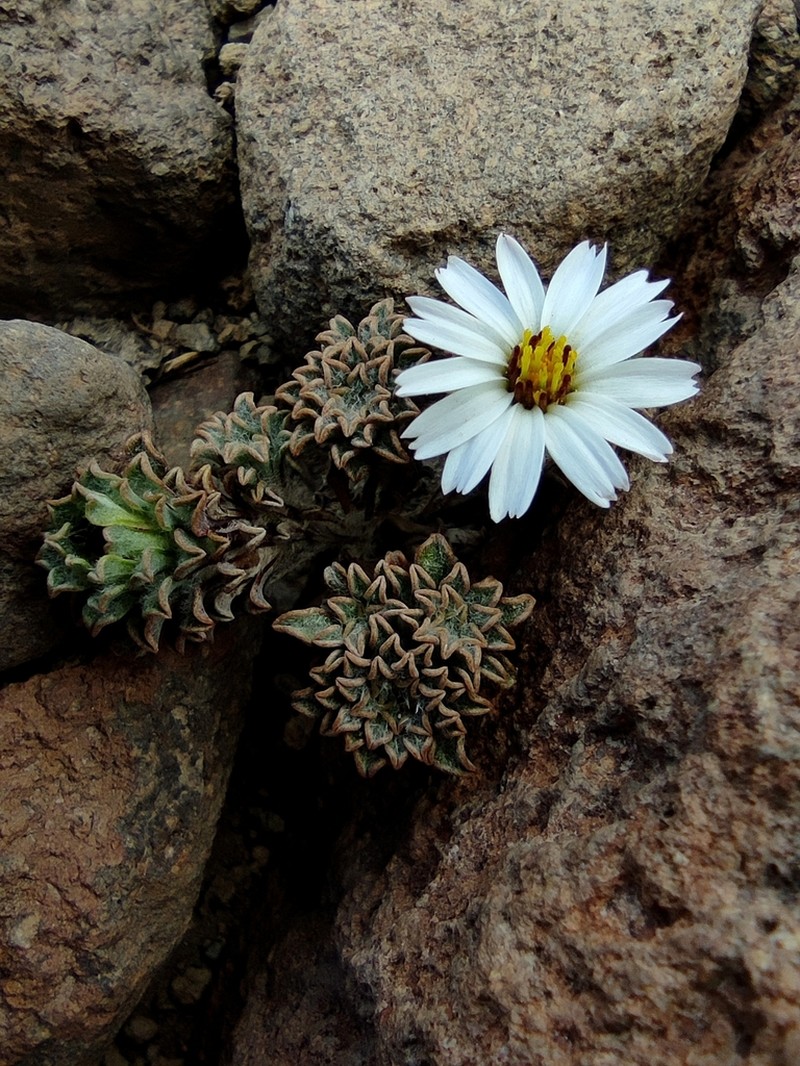 Oriastrum lycopodioides