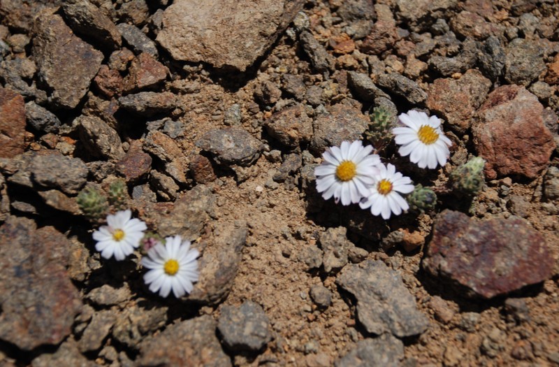 Oriastrum lycopodioides photo 2