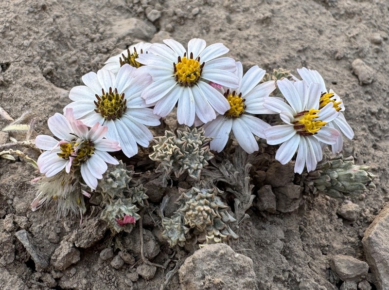 Oriastrum lycopodioides photo 4