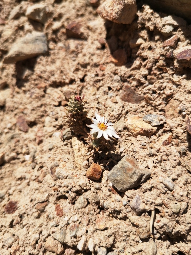Oriastrum lycopodioides photo 5
